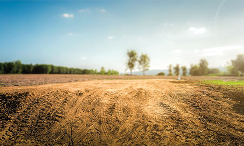 Plot of land with dirt and grass and large trees growing in background.
